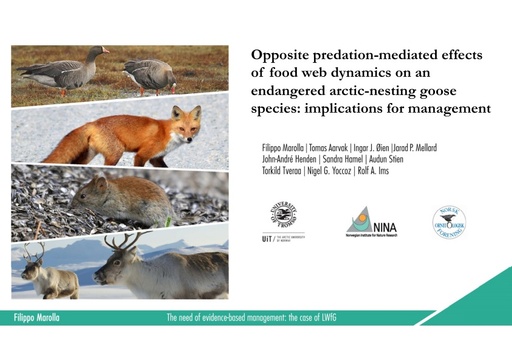 Opposite predation-mediated effects of food web dynamicson an endangered arctic-nesting goose species: implications for management: Filippo Marolla