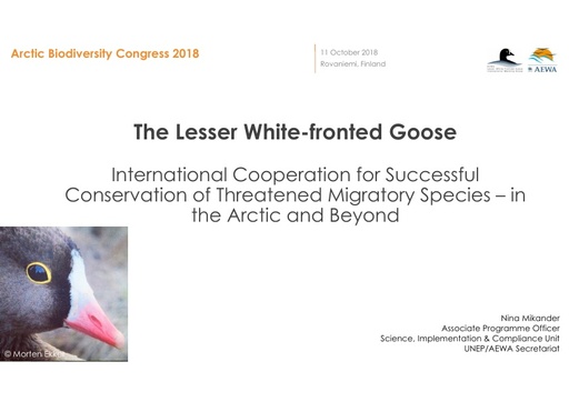 International Cooperation for Successful Conservation of Threatened Migratory Species in the Arctic and Beyond - the Story of the Lesser White-fronted Goose: Nina Mikander