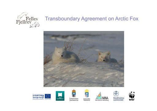 Trans-boundary management of Arctic fox: Tom Arnbom