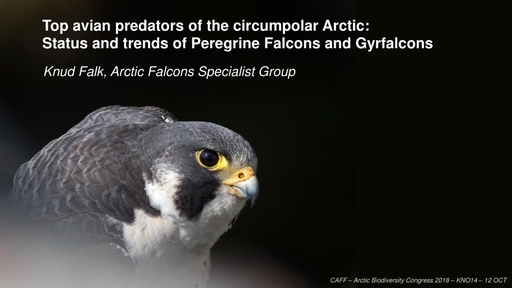 Trends in Arctic falcon populations – a preliminary overview for CAFF’s Circumpolar Biodiversity Monitoring Programme: Knud Falk