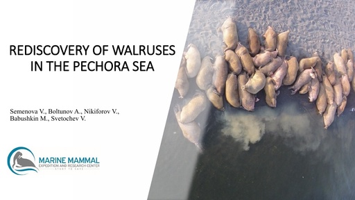 Rediscovery of walruses in the Pechora Sea: Varvara Semenova and Andrei Boltunov